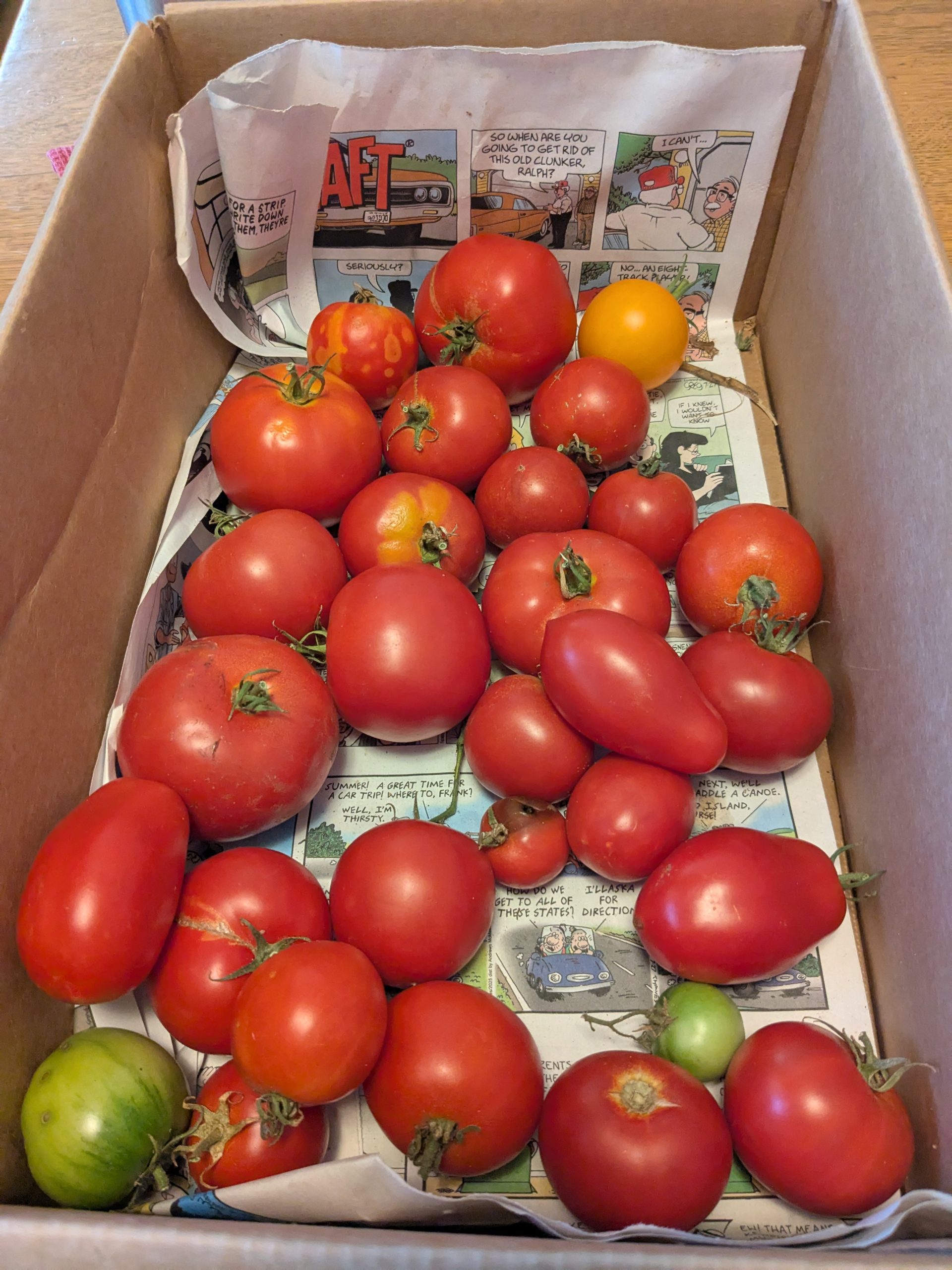 tomatoes-scaled.jpg