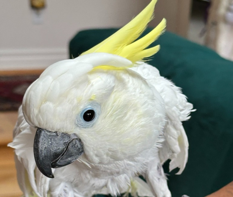 Exotic Bird Rescue of Oregon