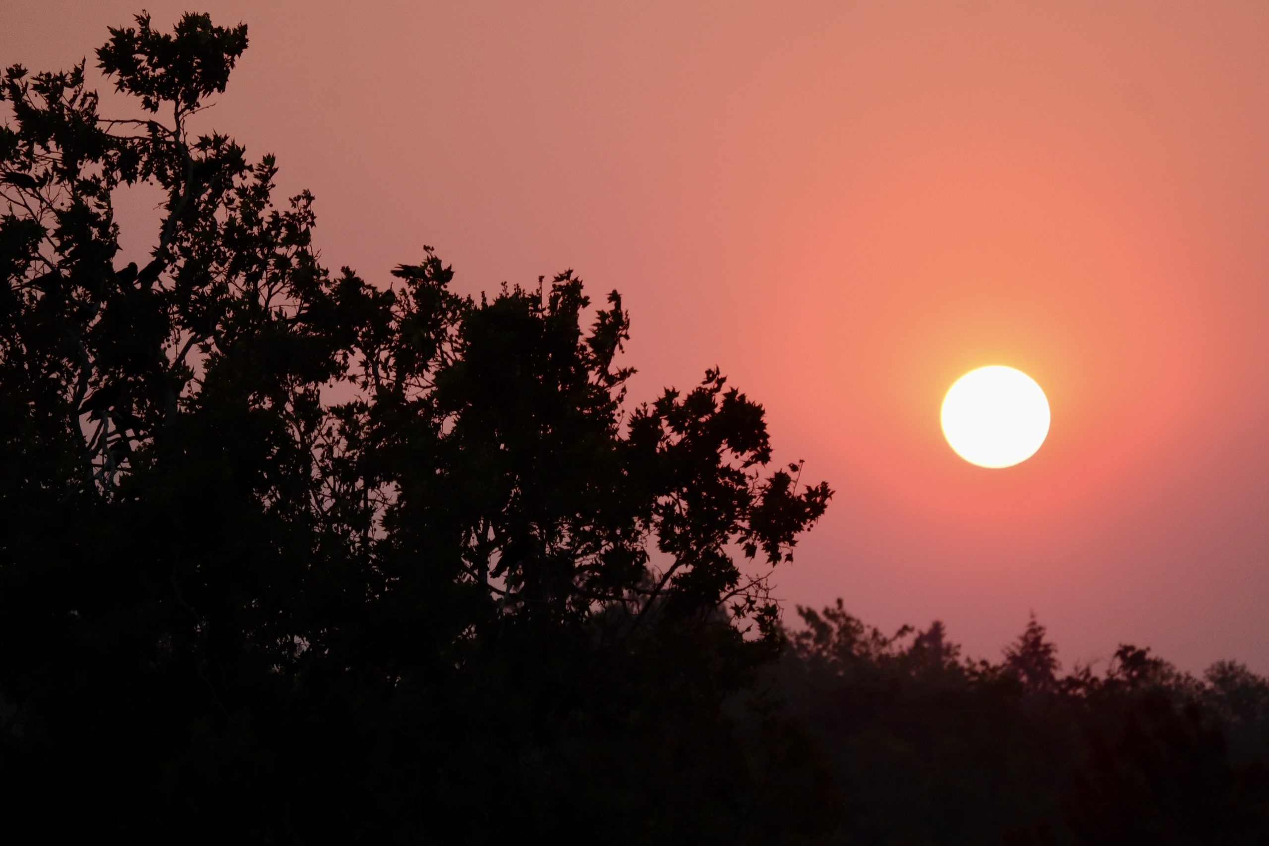 Wildfire smoke pushes Eugene-Springfield into ‘unhealthy’ air quality